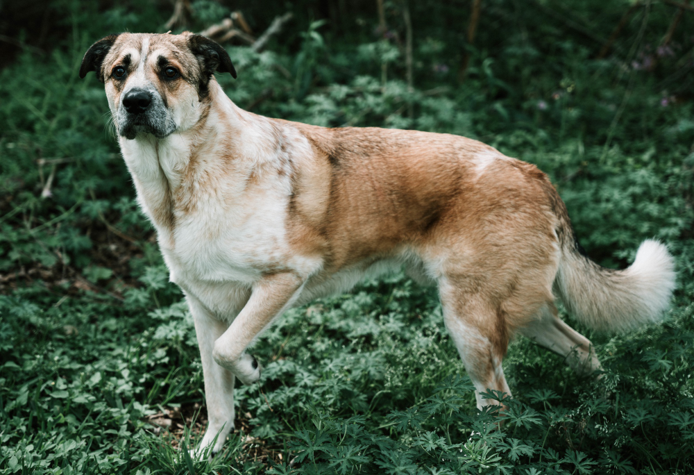 Raça Kangal: Conheça a História do Cão Gigante 1 Raça Kangal